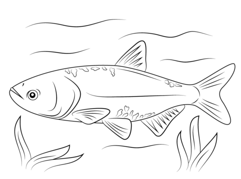 Bighead Carp Coloring Page